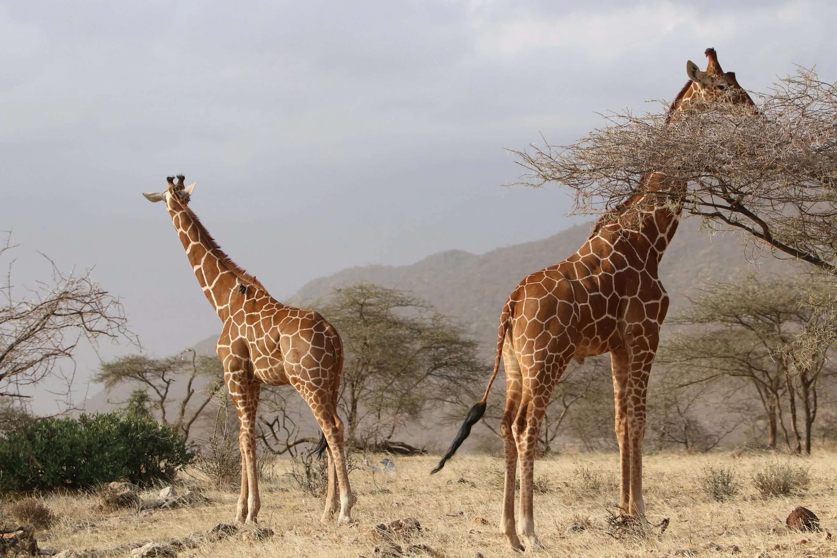 Жираф среда обитания. Южноафриканский Жираф. Жираф саванны Африки. Африканская Саванна Жирафы. Ареал Жирафов Африка.