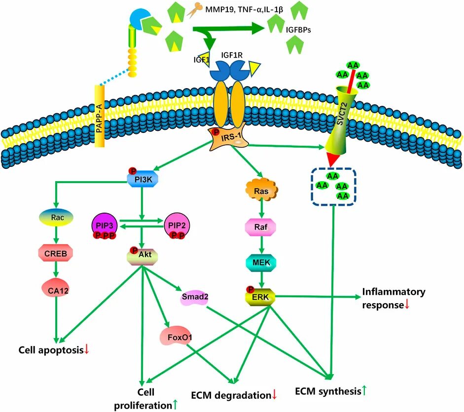 Core signaling