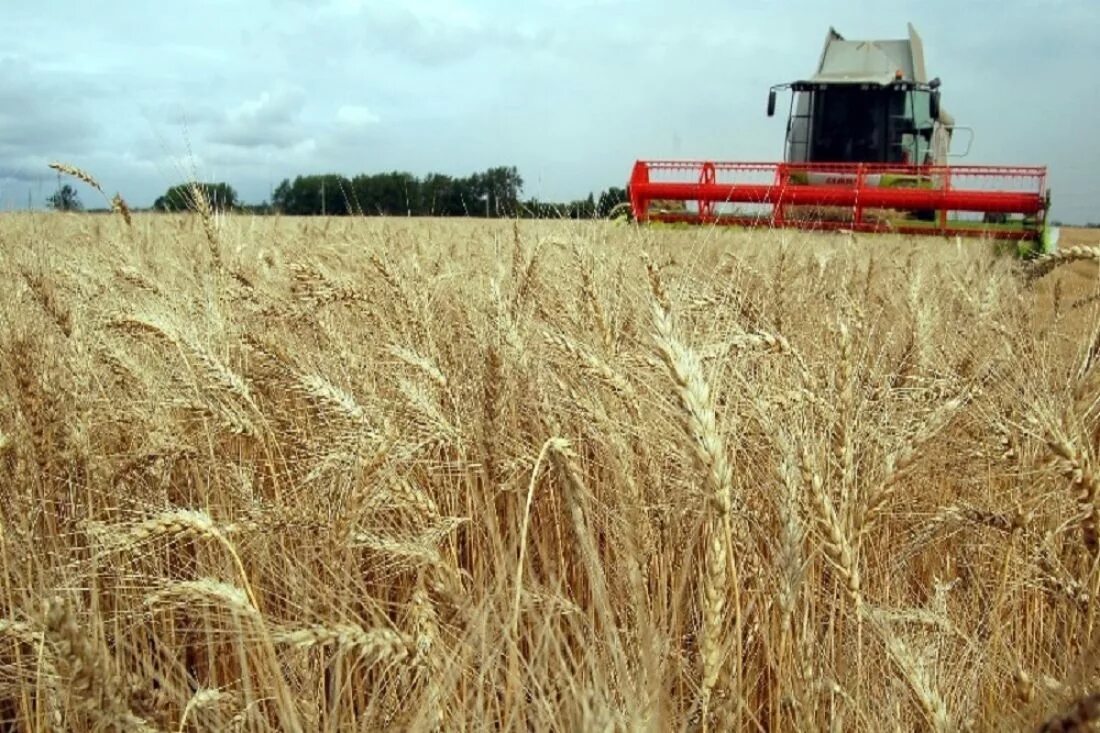 Урожайность пензенской области. Жатка славянка. Сельское хозяйство пензы пензенской области. Сельское хозяйство пензенской области сев. Сельское хозяйство пензы пензенской области.