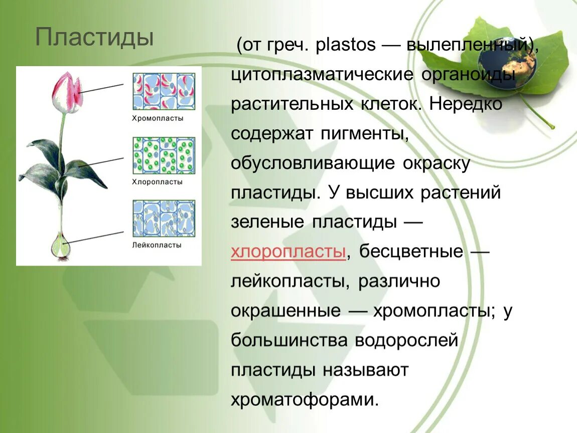 Определение хлоропласты. Функции пластиды 5 класс биология. Пластиды растений биология 5 класс. Что такое пластиды в биологии 6 класс. Пластиды биология 9 класс.