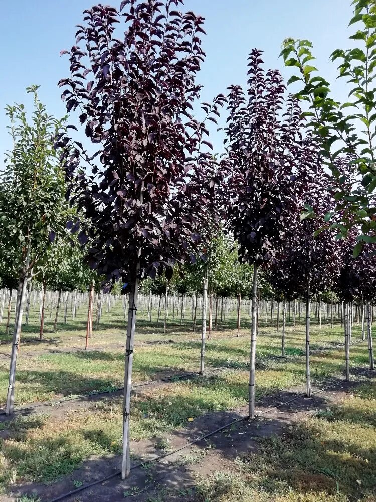 Черемуха виргинская описание отзывы. Черемуха виргинская prunus virginiana shubert. Черемуха виргинская описание отзывы. Черемуха обыкновенная неубиенная. Черёмуха виргинская shubert.