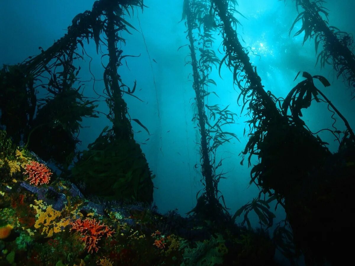 Водоросли и свет. Морские глубины. Дно океана. Океаны. Глубина. Водоросли на глубине.