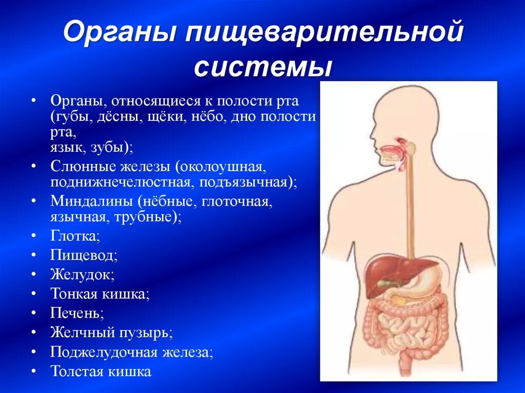 В какую систему органов входит желудок. К пищеварительной системе не относится. Что относится к пищеварительной системе. Органы относящиеся к пищеварительной системе. К органам пищеварения относят.