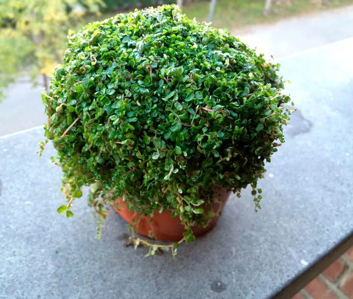 Солейролия пилея. Бересклет минимус. Мята корсиканская мини. Солейролия пилея. Тимьян лимоннопахнущий.