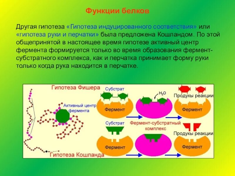 Гипотеза фишера