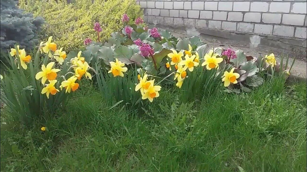 Почему не цветут нарциссы в открытом. Цветы в палисаднике,похожие на нарциссы. как садить нарциссы. как красиво посадить нарциссы. с чем садить нарциссы.