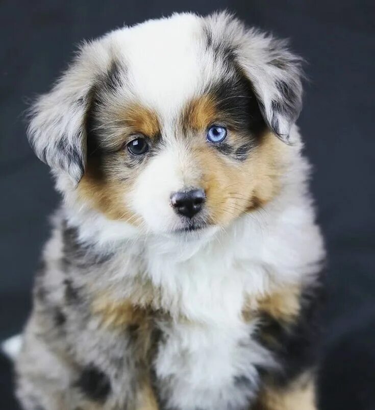 Australian Shepherd Dog Pet Wreath Wallpaper - Resolution:2048x1365 - ID:1087886