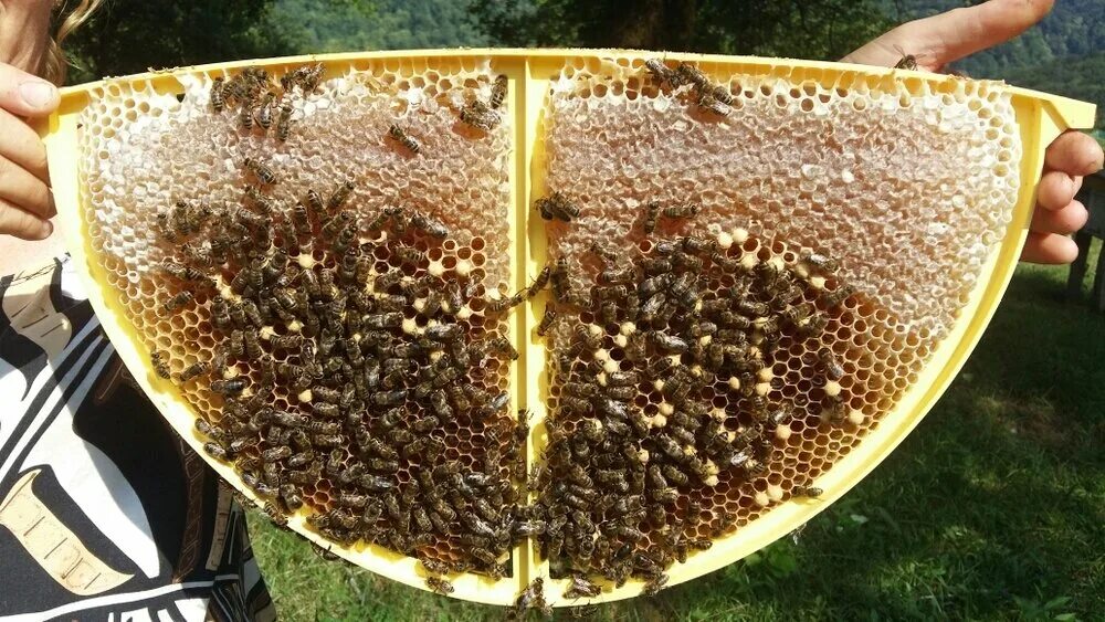 Видео пчеловодство новинки. Улей Bee easy. Необычный улей. Пчеловодство в мире. Мир пчел.