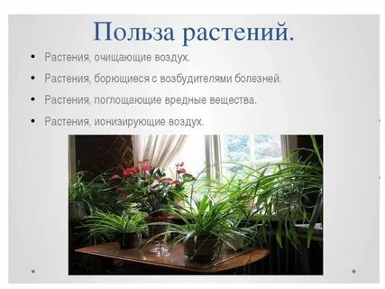 Комнатные цветы вреде