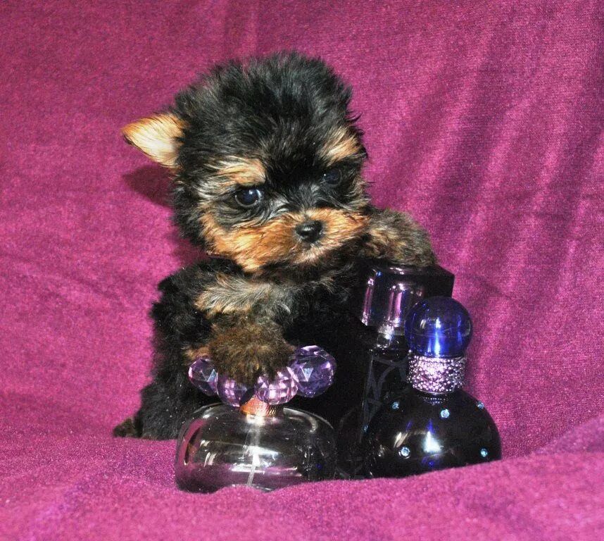 Карликовый ёршский терьер. Щенка йоркширский в москве. Щенка йоркширский в москве. Йоркширский терьер мини беби фейс. Йоркширский терьер мини.