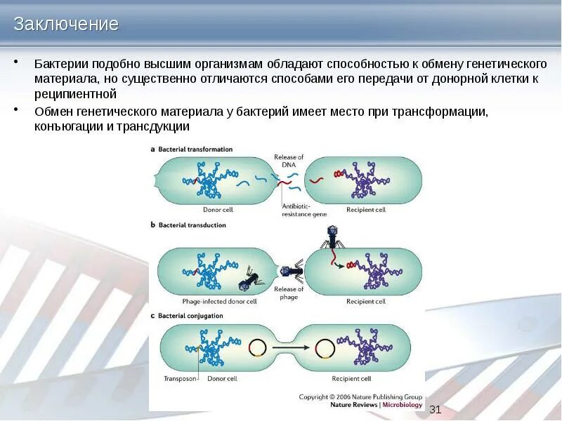 Способы передачи генетической информации у бактерий. Способы передачи наследственной информации у микроорганизмов. Передача наследственной информации у бактерий. Механизмы передачи генетической информации у бактерий. Наследственная информация у бактерий