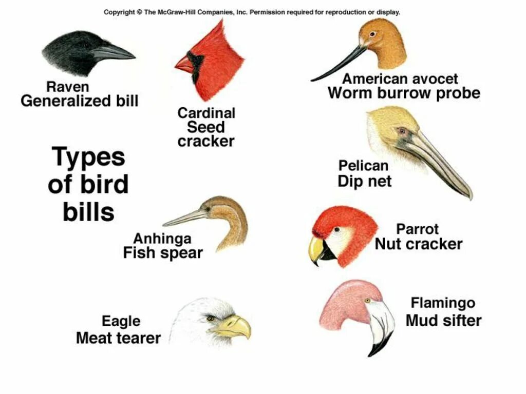 Индебету "щебетанье птиц". Желтоклювый тукан. Birds bill. Тукан перцеед. Birds bill.