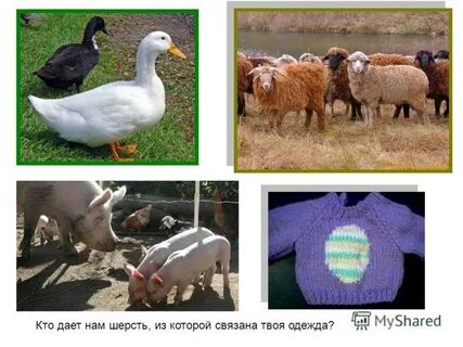 Какие животные дают человеку шерсть
