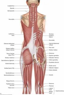 Back parts