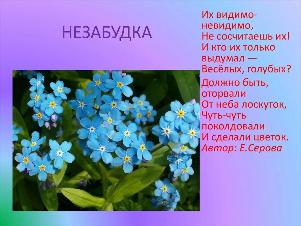 Впр про незабудки