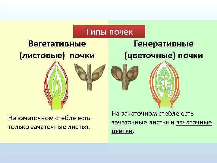 Вегетативная почка и генеративная почка. Почка ее строение типы. Строение генеративной почки биология. Строение почки растения различия. Из какой почки появляется соцветие