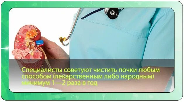 Как почистить почки и мочевыводящие пути. Как можно почистить почки. как очистить почки человека. профилактика чистки почек.