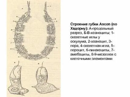Строение губки