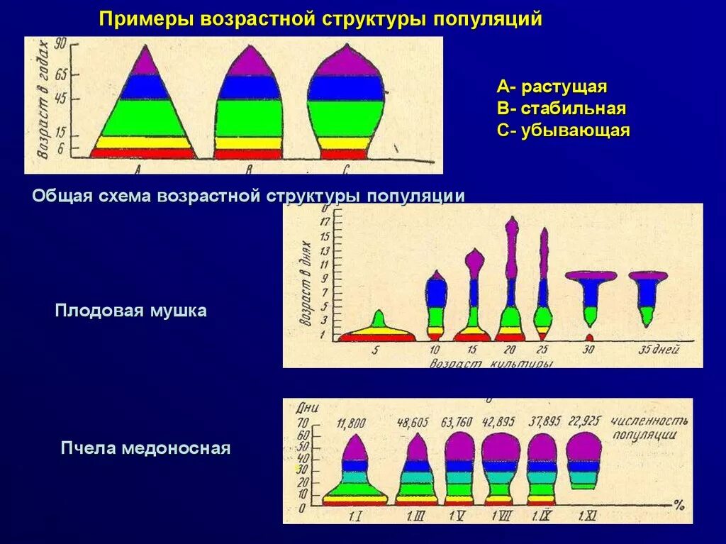 Что такое возрастная структура популяции. Возрастная структура популяции. что такое возрастная структура биология 9 класс. половозрастная структура популяции. возрастно половая структура популяции.