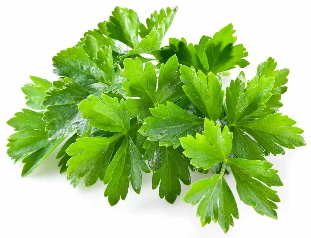 Кинза микроэлементы. Кинза cilantro. кинза и петрушка. зелень кориандр. зелень петрушка кинза.