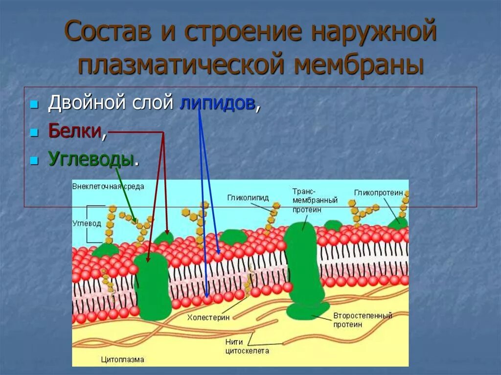 Плазматическая мембрана плазмалемма. Строение плазматической мембраны. Схема строения мембраны животной клетки. Плазма мембрана строение.