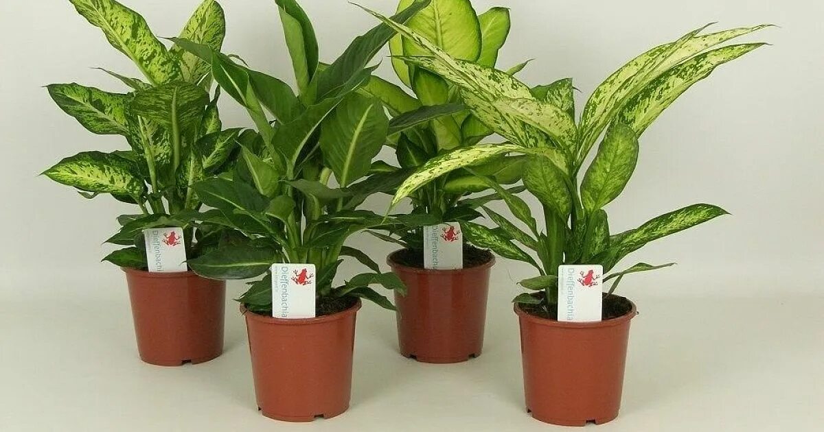 Диффенбахия микс. Диффенбахия грин мэджик. dieffenbachia mix luxe. диффенбахия трипсы.