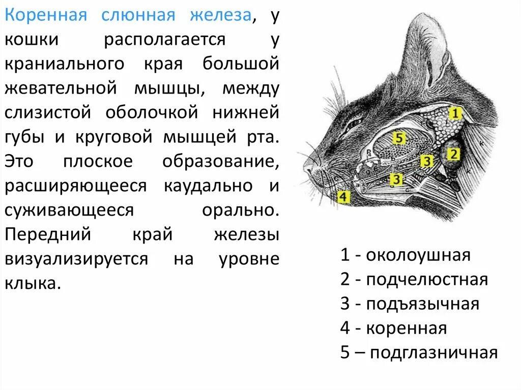 Слюнные железы у кошки анатомия. Околоушная слюнная железа у кошек. Строение слюнной железы у кошки. Воспаление слюнных желез у кошки. Увеличенные лимфоузлы у кота