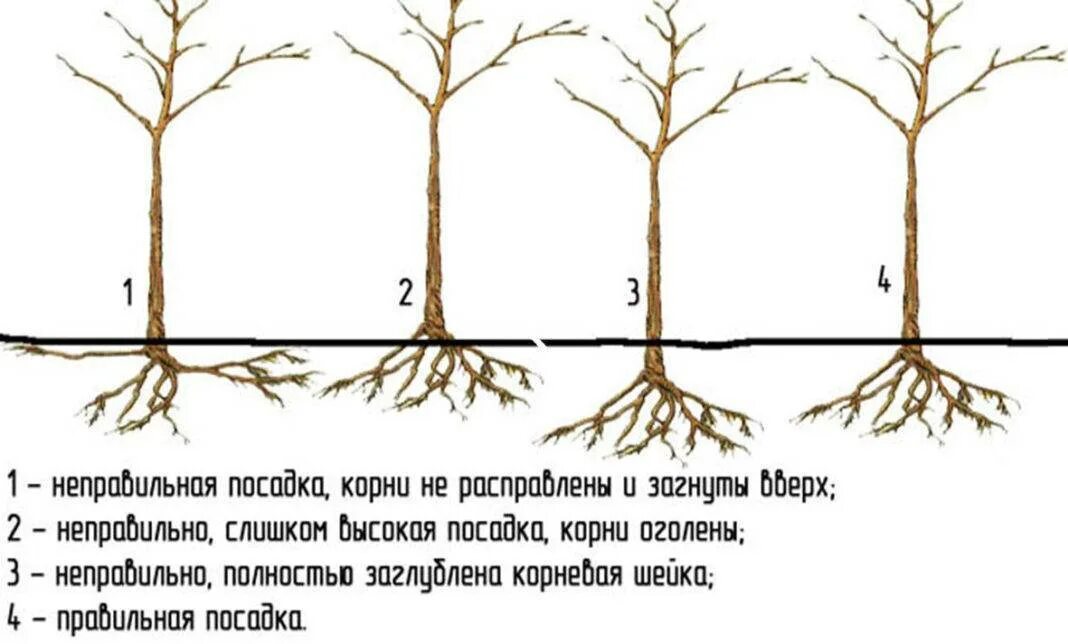 Как сажать яблоню весной. Корневая шейка у плодовых деревьев. Корневая шейка саженца яблони. Посадка яблони корневая шейка. Посадка саженцев плодовых деревьев весной груши.