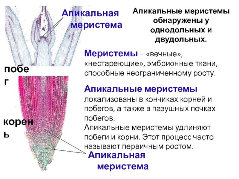 Верхушечная меристема ткань. Меристемы - образовательные ткани корня. Апикальная меристема зона корня. Верхушечная меристема корня. Верхушечный рост корня