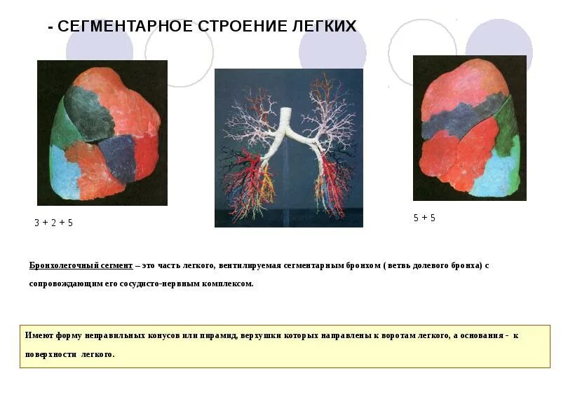 Легкое является. Анатомия легких презентация. минимальная морфологическая структура легких. морфологическое строение легких. минимальной морфологической структурой легких является.