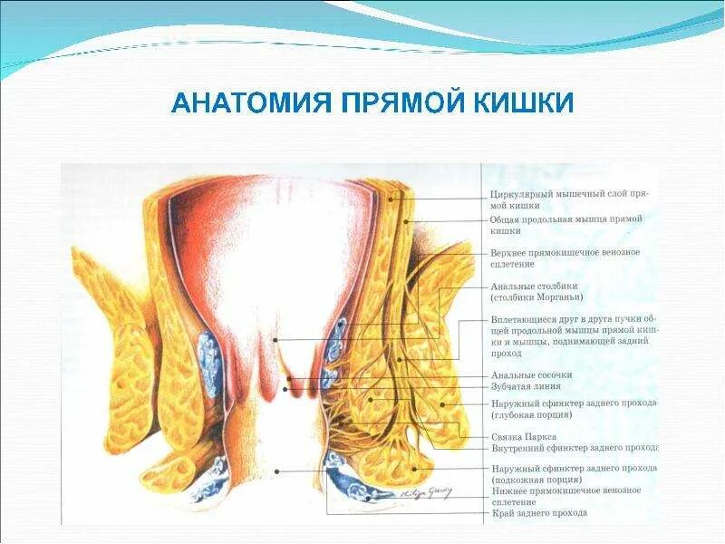 Как понять прямую кишку