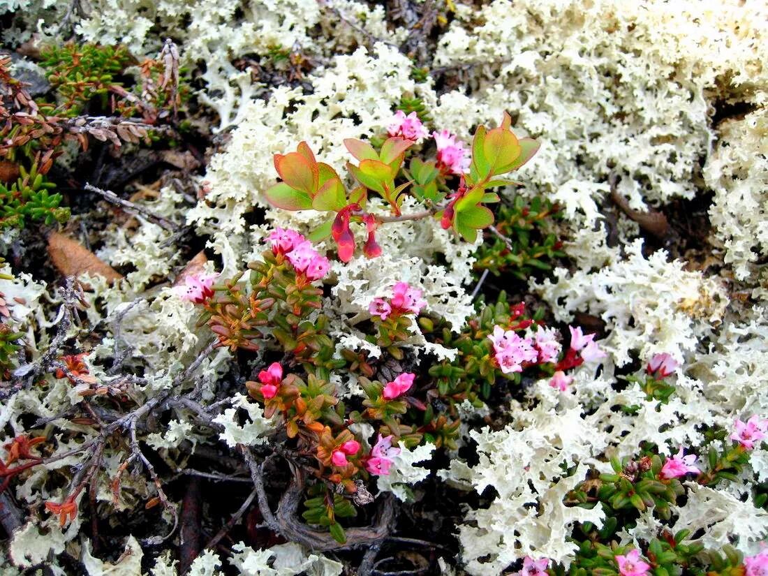 Растения тундры лишайники. Лишайник ягель в тундре. Растения тундры лишайники. Олений мох кладония. Ягель олений мох.