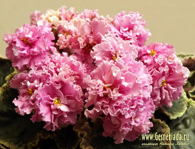 Сенполия рыжий кот. Фиалка ек рыжий кот. Сенполия ек рыжий кот. Сорт фиалки рыжий кот. Сенполия рыжий кот.