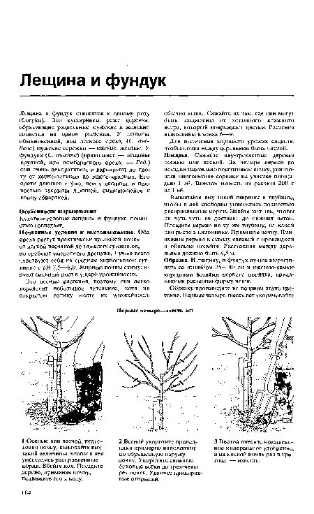 Обрезка лесного ореха осенью схема. Обрезка ореха фундук весной. Обрезка фундука. Лещина фундук формировка. Обрезка фундука схемы.
