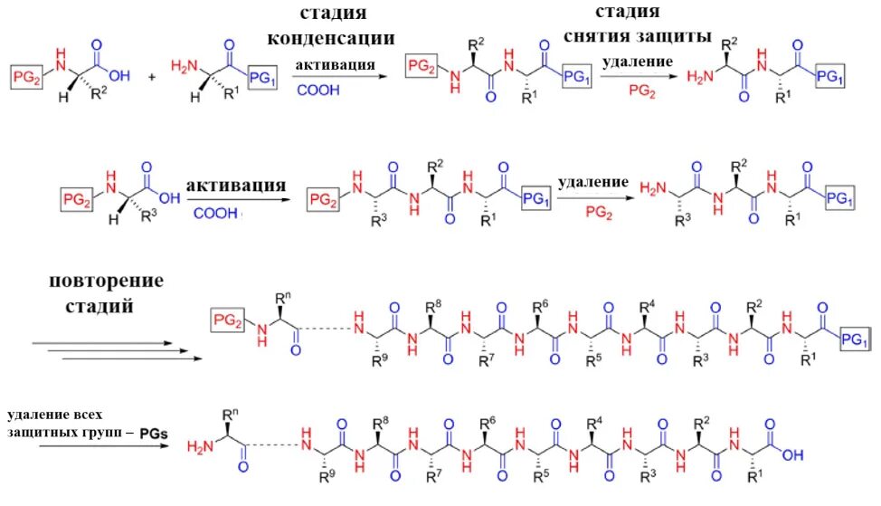 Полипептид в задачах. Твердофазный Синтез пептидов схема. Защитные группы в пептидном синтезе. Защитные группы аминокислот в синтезе пептидов. Полипептид схема.