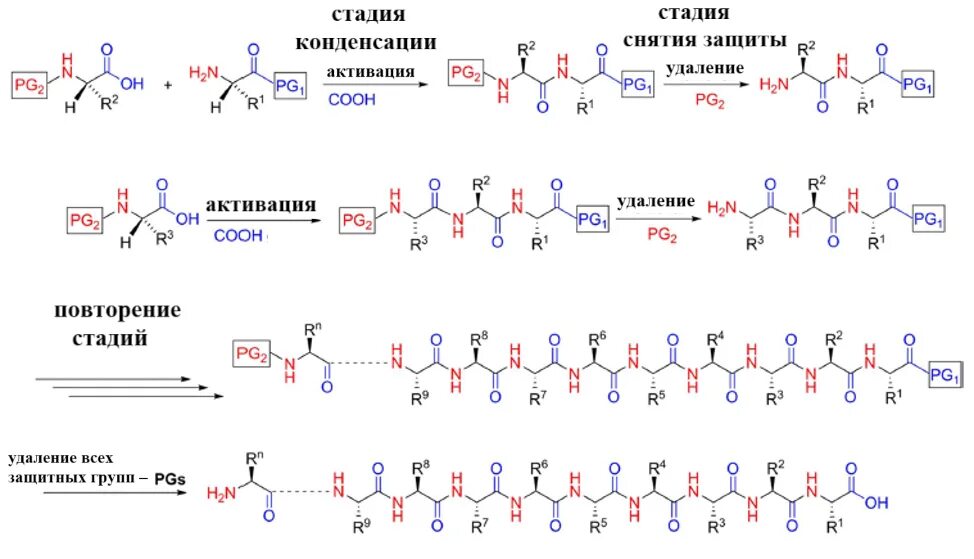 Синтезирующийся полипептид. Твердофазный Синтез пептидов схема. Защитные группы в пептидном синтезе. Защитные группы аминокислот в синтезе пептидов. Полипептид схема.