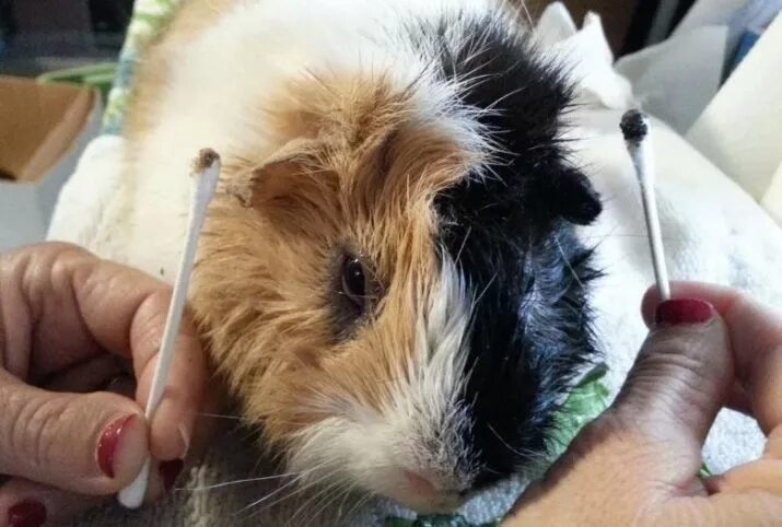 Уши морской свинки. Уши морской свинки. Как чистить уши морским свинкам. Уши морской свинки. Каловый карман у морских свинок.