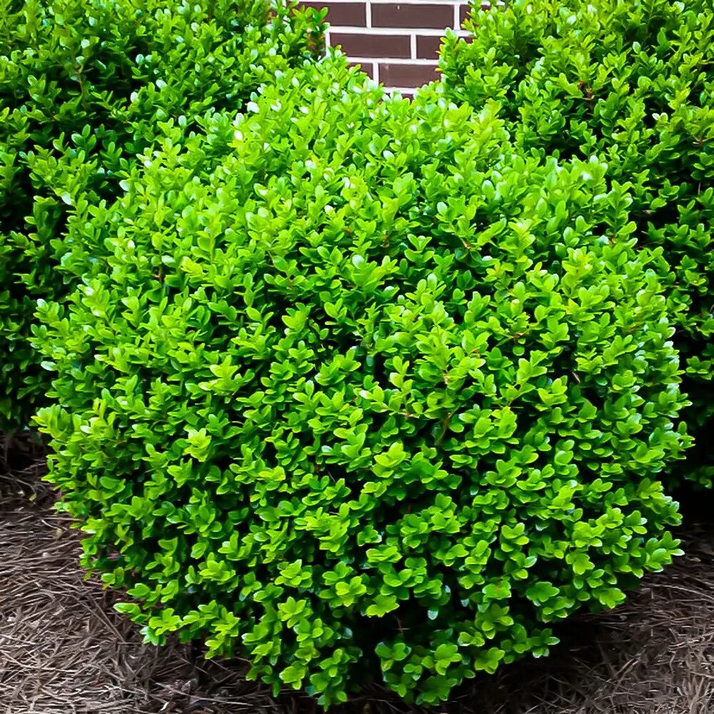 Самшит как ухаживать. Buxus sempervirens самшит. Самшит Буксус вечнозеленый. Самшит мелколистный Buxus. Самшит мелколистный Фолкнер.