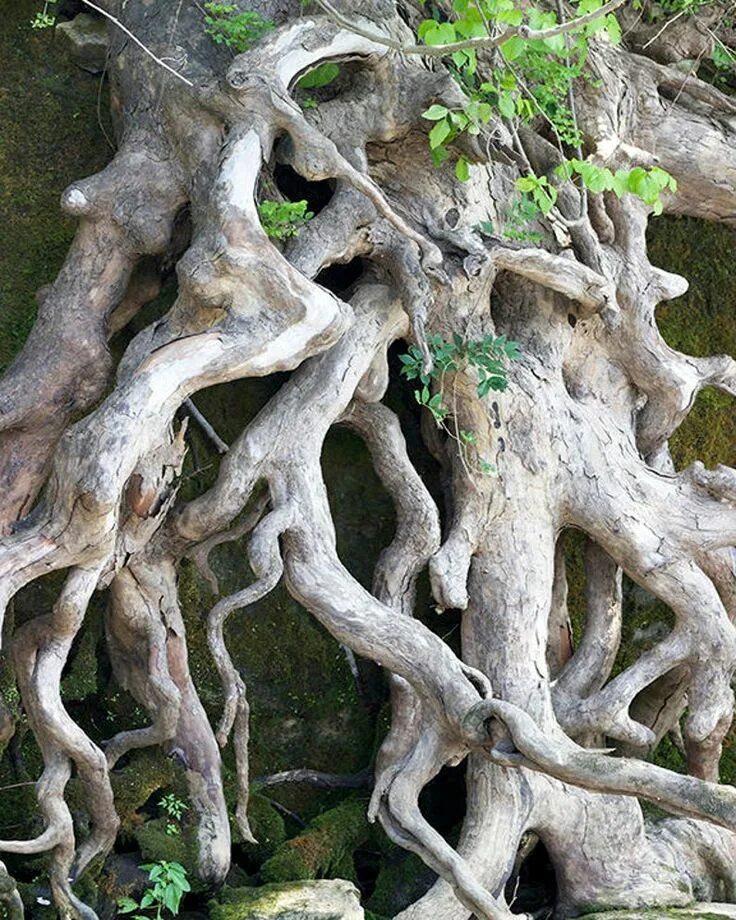 Дерево монстр. Корни деревьев и кустарников. Дерево с мощными корнями. Корни дерева эстетика. Корни дерева.