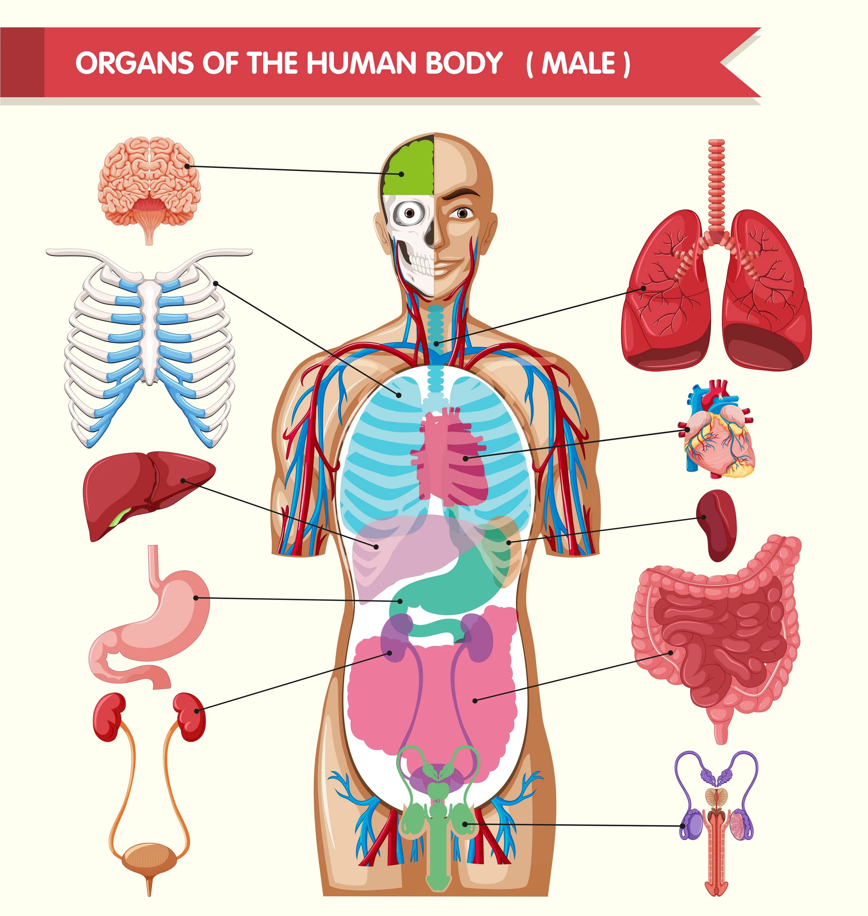 Макет строения внутренних органов человека. Органы человека. Внутренние органы человека для детей. Макет строения человека. Макет внутренних органов человека для детей.
