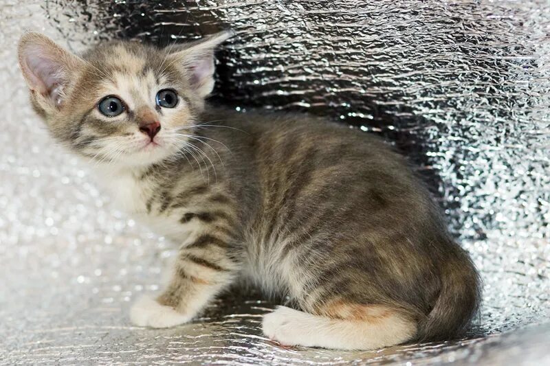 котенок мо цветняшки. котята москва московская область. дешёвая британская кошка. кошка в добрые руки. котята москва московская область.