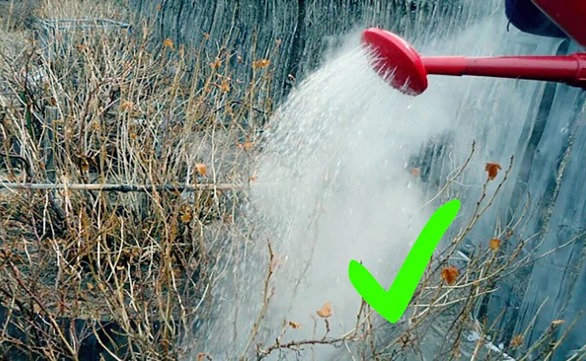 Обливаем смородину кипятком весной. Весенняя обработка крыжовника. Смородина поливка кипятком. Смородина побелка зимой. Обработка смородины кипятком.