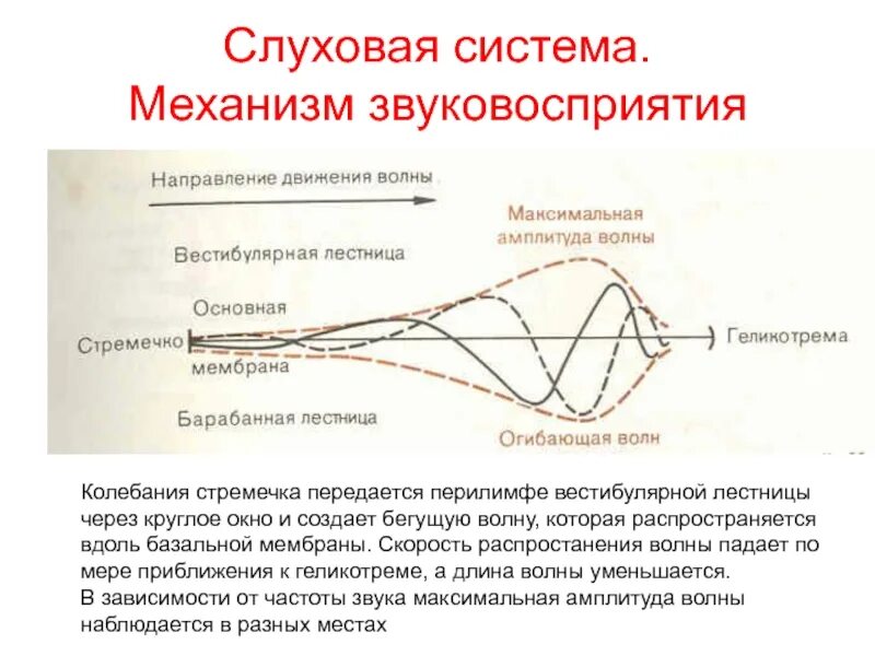 Система слухового восприятия. Механизм звукопроведения и звуковосприятия. Физиология звуковосприятия. Механизм звуковосприятия физиология. Физиологический механизм восприятия звука.