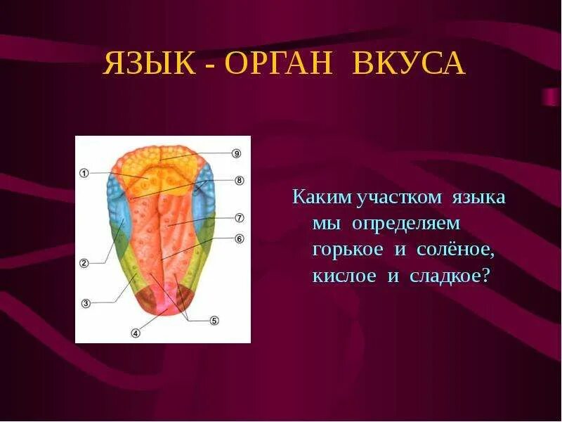 А вкус то какой. Язык орган чувств. орган вкуса презентация.