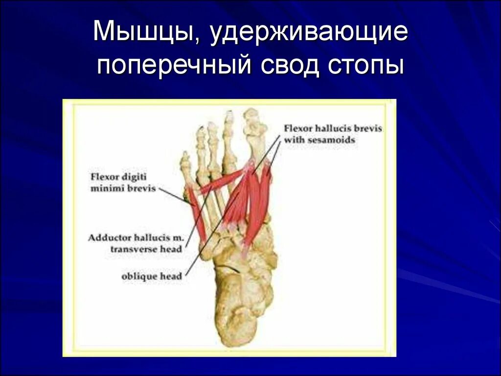 Плоскостопие поперечного свода стопы. Мышцы укрепляющие своды стопы. Мышщы формирующая свод стопы. Мышцы поддерживающие поперечный свод стопы. Поддержка свода