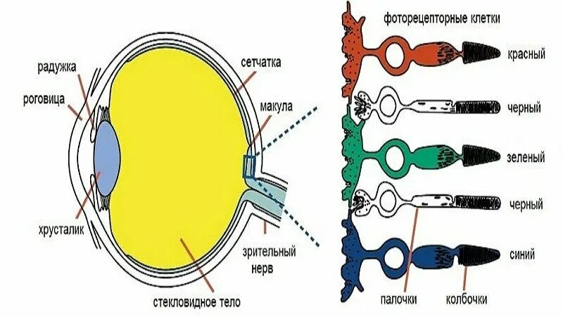 Светочувствительные пигменты содержатся