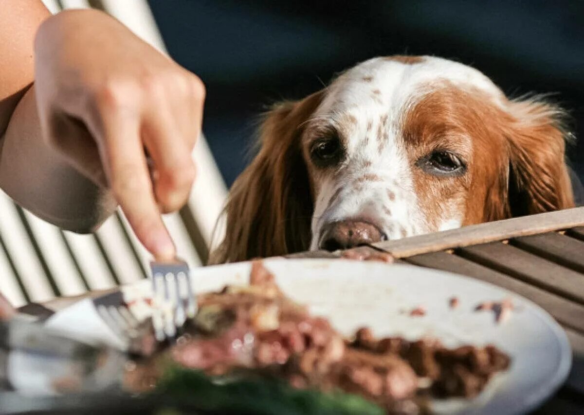 Где кормят собак. Собака ворует еде со стола. Животные еда со стола. Собака клянчит еду со стола. Кормление животных.