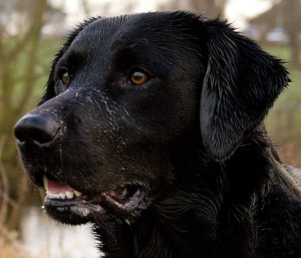 Черная собака год. Лабрадор черный большой. Лабрадор черный 1 год. Лабрадор 1 год фото черный. Большая черная собака собак.