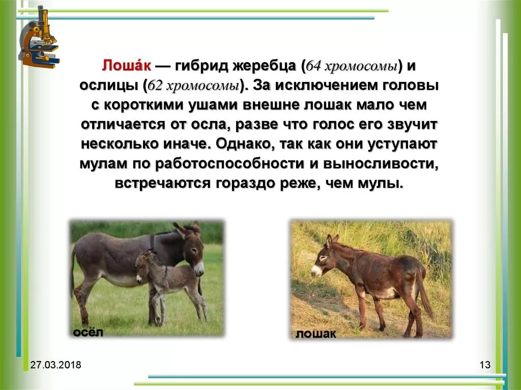 Гибрид это простыми словами. Лошак гибрид ослицы и жеребца. Лошак селекция. Мул Лошак генетика. Лошак описание.