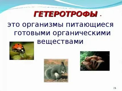 Все живые организмы гетеротрофы